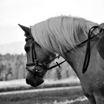 photo_photo_4
