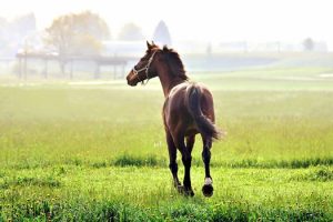 13076526_10153626964886375_2107084850507402677_n